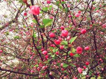 Low angle view of pink flowers