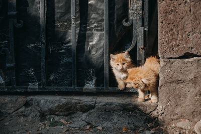 Portrait of a cat