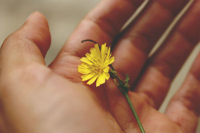 Close-up of hand holding yellow flower