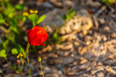 Close-up of red poppy flower on field