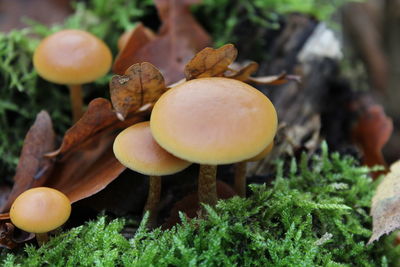 Close-up of mushrooms on tree