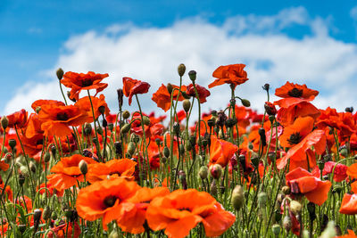 Red poppy flower in field