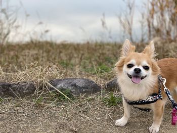 Portrait of dog on field