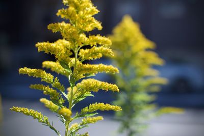 Close-up of yellow flowering plant