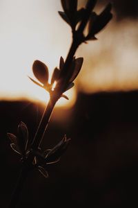 Close-up of flower blooming at sunset