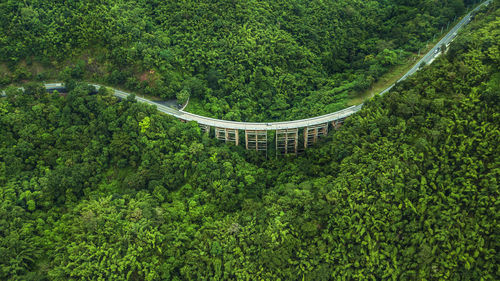 High angle view of plants and trees in forest