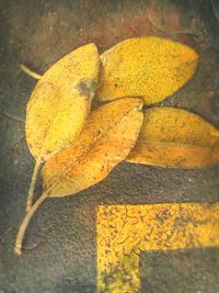 Close-up of leaves