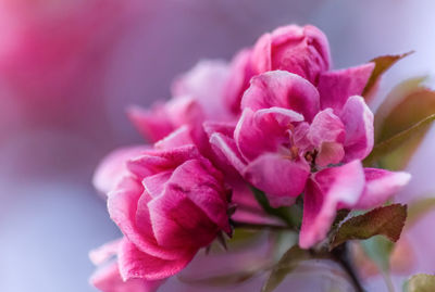 Close-up of pink flowers