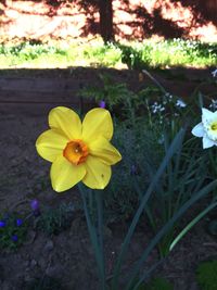 Close-up of yellow flower