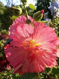 Close-up of hibiscus blooming outdoors