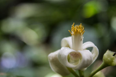 Close-up of flower blooming outdoors