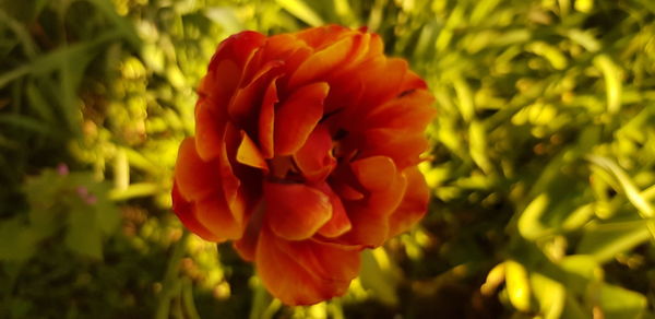 Close-up of red flowering plant