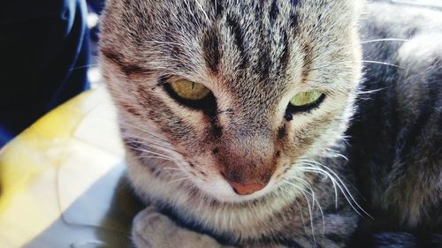 Close-up portrait of cat