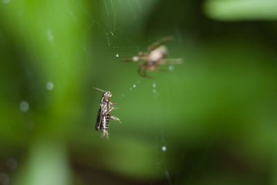 Close-up of spider on web