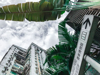 Low angle view of palm trees and buildings against sky