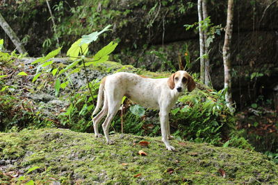 Dog standing in a forest