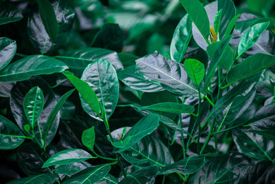 High angle view of dew drops on leaves