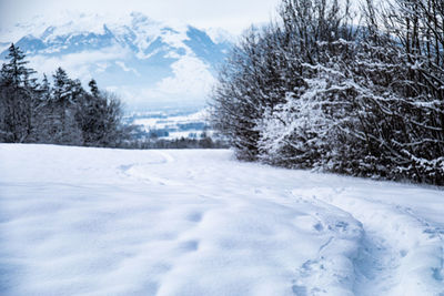 Plants by snow against mountain