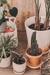 Close-up of potted plants on table at home