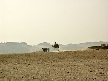 Man riding horse on desert against sky