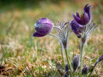 Close-up of purple crocus flowers on field