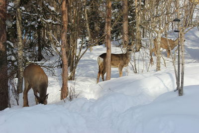 Trees on snow covered field in forest