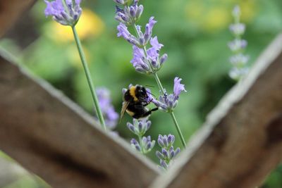 Bee pollinating on purple flower