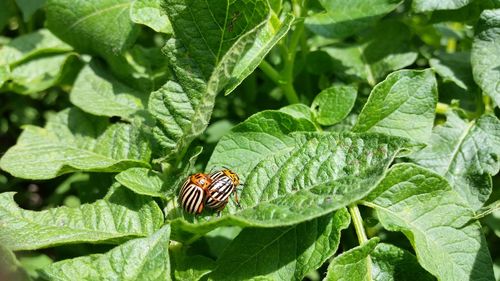 Close-up of lady beetles on leaf