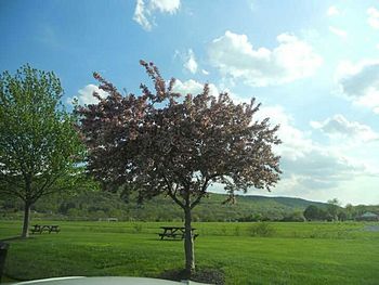 Trees on grassy field