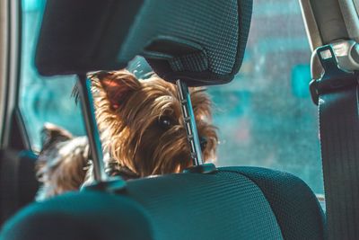 Close-up of dog sitting in car