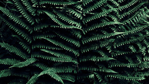 Full frame shot of tree leaves