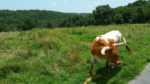 Cow standing on field against sky