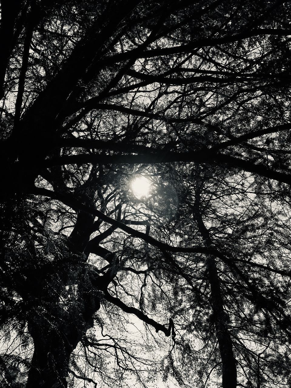 LOW ANGLE VIEW OF SUNLIGHT STREAMING THROUGH SILHOUETTE TREE