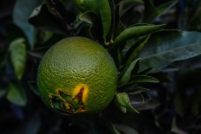 Close-up of fruit on tree