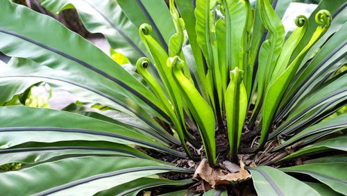 Close-up of fresh green leaves