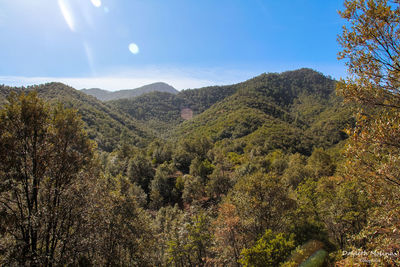 Scenic view of forest against sky