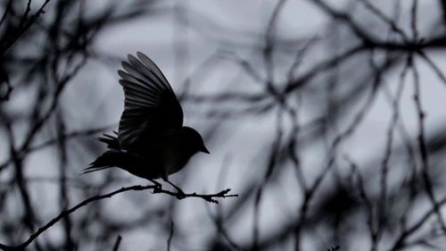 Low angle view of a bird flying