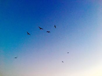 Low angle view of silhouette birds flying against clear sky