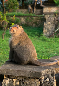 Monkey looking up to the sky in bali indonesia 