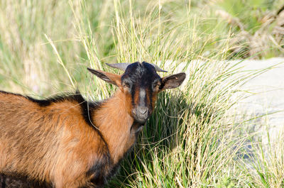 Close-up of horse on grassy field