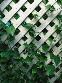 Full frame shot of plants