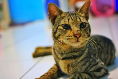 Close-up portrait of a cat