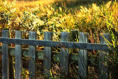 Close-up of plants growing in field