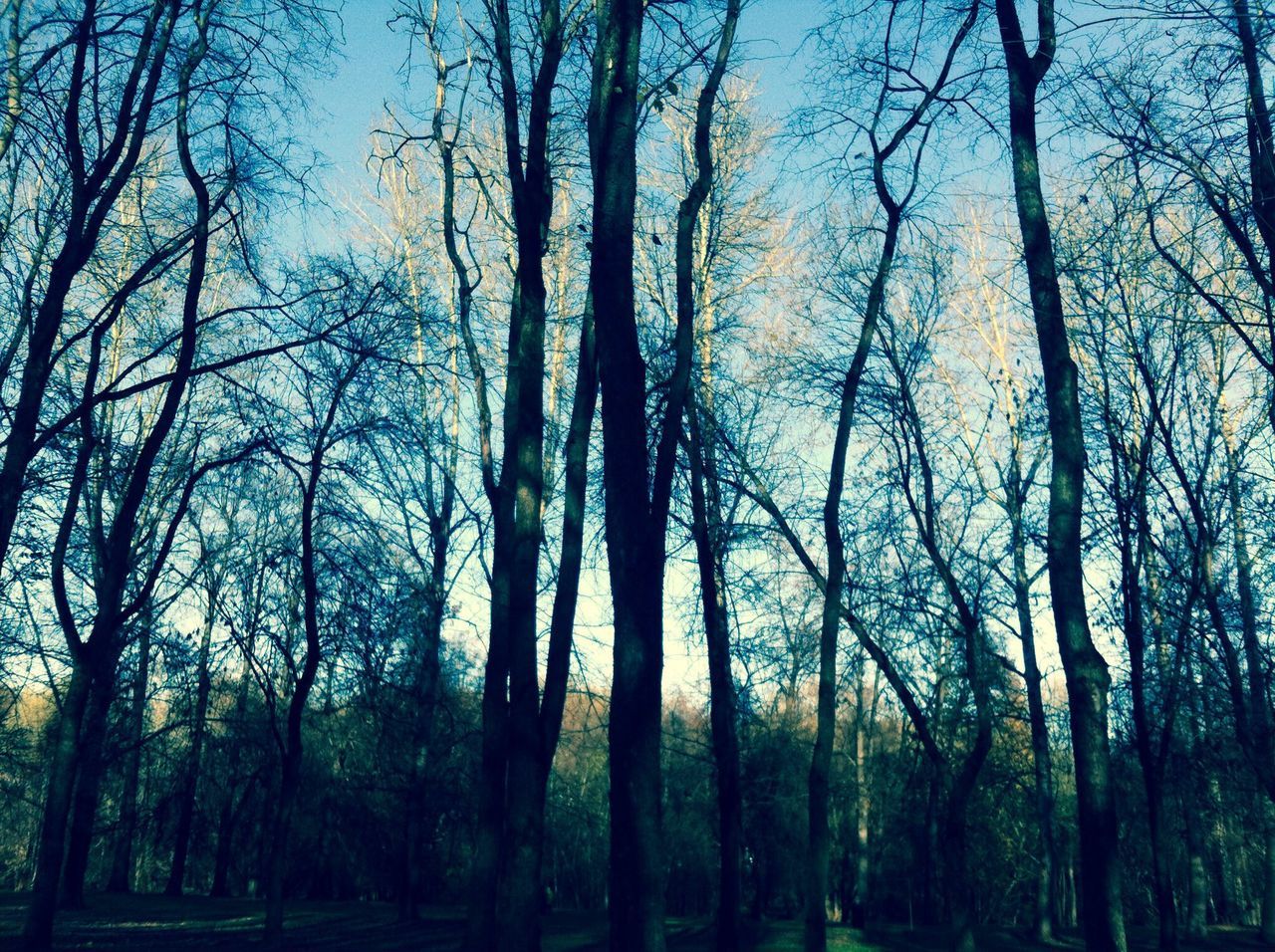 tree, tranquility, tree trunk, tranquil scene, branch, beauty in nature, forest, nature, growth, scenics, sky, woodland, low angle view, bare tree, idyllic, non-urban scene, outdoors, silhouette, no people, blue