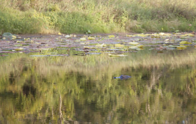 High angle view of ducks floating on lake