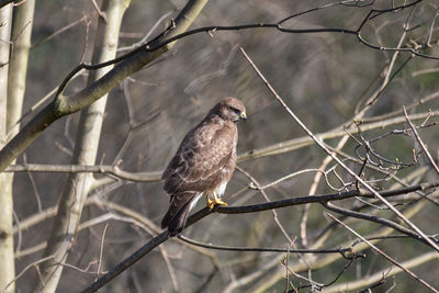 Low angle view of bird perching on branch