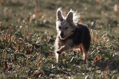 Dog standing on field