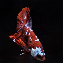 Close-up of fish swimming in sea