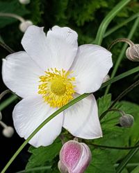 Close-up of white flower