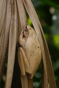 Close-up of tree frog on palm leaf